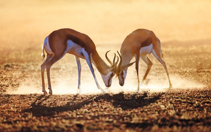 Springbok dual in dust - Kalahari desert - South Africa